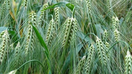 Агроминистерството избра консултант за написването на Кодекс за земята