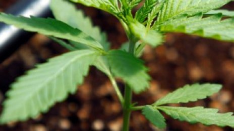 Професионалистите в сектора на канабиса искат да завладеят Европа