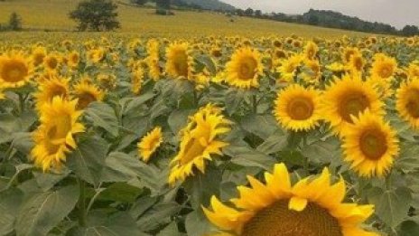 Адванс Терафонд е договорил продажбата на още 1 219 дка през август