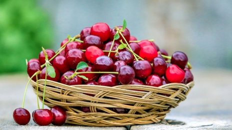 Фермерите в Кюстендил очакват да приберат добра черешова реколта