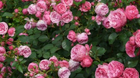 Дестилериите ще изкупят максимално количество розов цвят