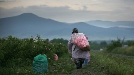 Румен Порожанов: Производството на маслодайна роза трябва да се регламентира