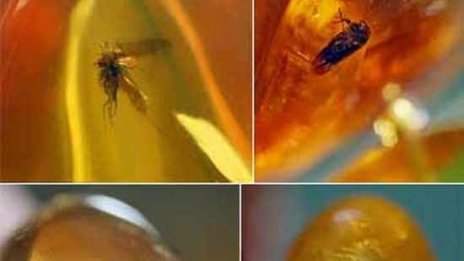 Кехлибарена огърлица с фосили на насекоми на 40 млн. години заминава на търг