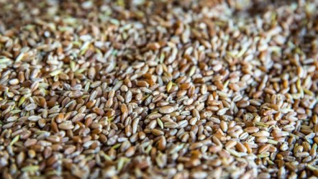 Сътресенията на пазара на пшеница затихват леко