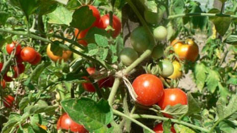 Агроминистерството публикува график за директните плащания за Кампания 2017 