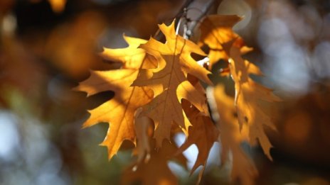 Национален план  ще насърчава използването на биомаса