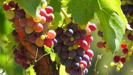 България може да увеличи износа на вино за Канада