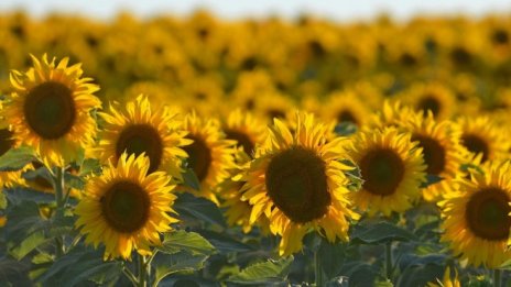 Фермерите ще чакат и през 2018-та пренареждане на законите за земите