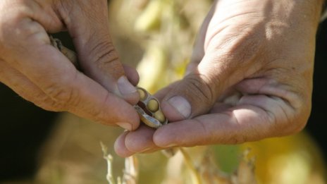 ЕК позволи употребата на шест ГМО-култури в общността