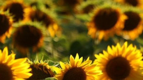 Ще има ли държавата средства за компенсации след отпадането на вноса на украинско зърно?