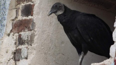 Лешоядите с удоволствие ще се възползват от слабостта на еврото