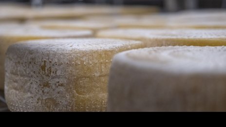 Луксозното сирене - новата звезда на черния пазар