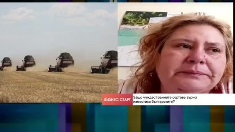 Златина Ур: Българските сортове пшеница са много адаптивни и устойчиви