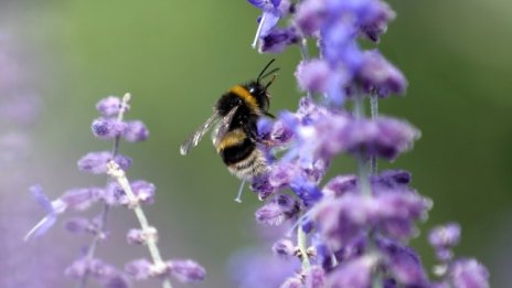Близо 4 млн. лв. преведе Фонд „Земеделие“ за подкрепа на пчеларите през 2016 г.
