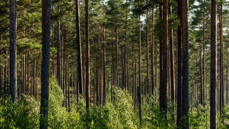 Загубата на кафяво финансиране при банките може да бъде компенсирана от зеленo
