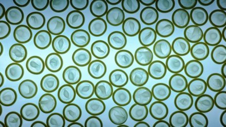 Свити продажби насочиха най-големия производител на презервативи към ръкавиците