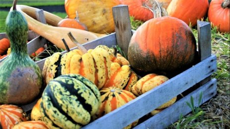 Как България стана най-големият производител на тикви в ЕС