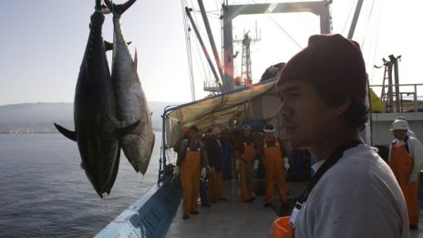 Нови морски видове и птици са застрашени от изчезване