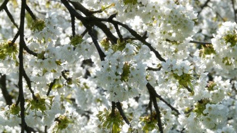 Системата за борба с градушките ще обхване 90% от нивите