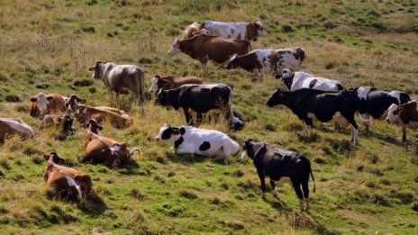 Схемата за ограничаване на произвежданото мляко в ЕС повиши цените