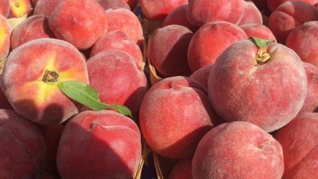 С 16% се увеличават добивите от праскови спрямо миналата година