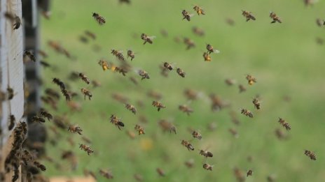 Пчелният мед в Русия поскъпва заради ниските добиви тази година