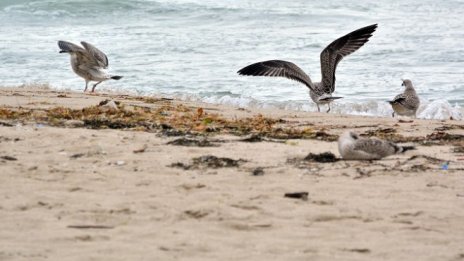 Работна група се заема със застрояването по морето