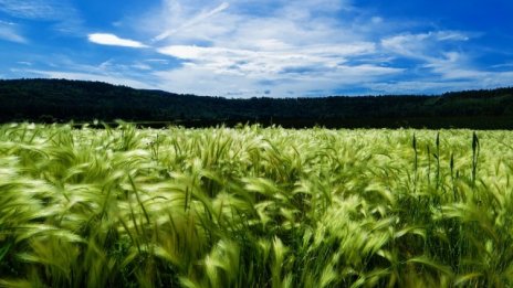 Приключва жътвата на ечемика в Североизточна България