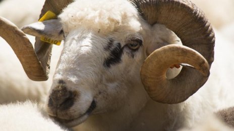 Ресторантите са критично зависими от снабдяването с местни продукти