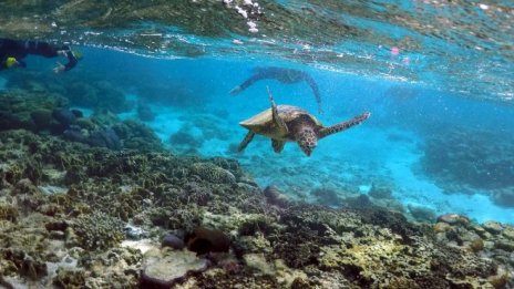 Unesco извади Големия бариерен риф от списъка със застрашените обекти