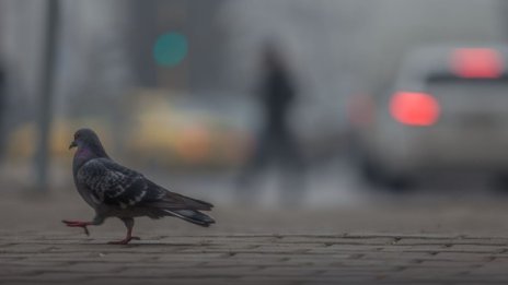 91% от печките на дърва и въглища са нискоефективни