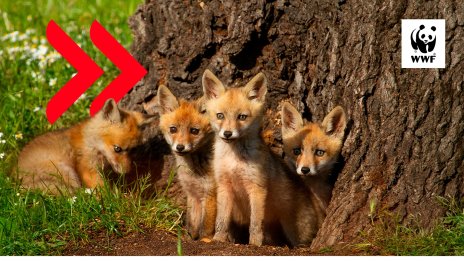 WWF България и УниКредит Булбанк с дарителска кампания за опазване на българската природа