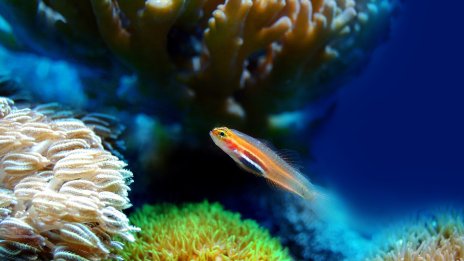 Емил Гачев: Кораловият риф може да се възстанови, ако се нормализира водната температура