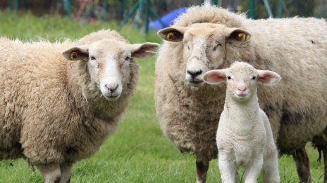 Започнаха проверки за източване на субсидии с виртуални животни