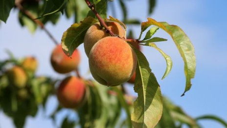 Дунавски овощари отчитат до 80% по-малко добив на зленечуци