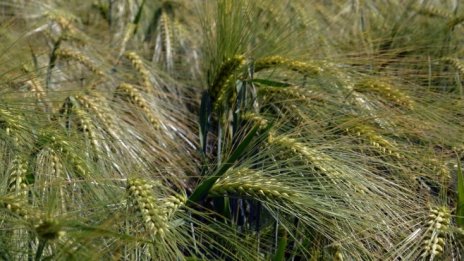 Субсидиите за земя може да бъдат заменени с права на плащане след 2020 г.