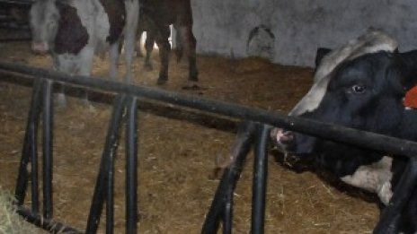 Фермери изискват антикризисни мерки в животновъдството