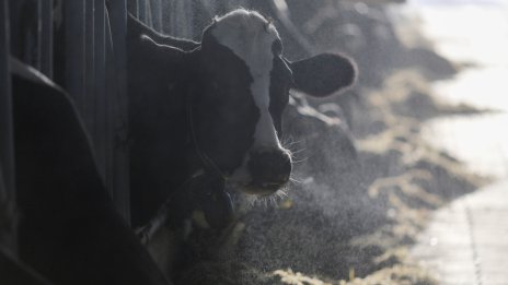 Хранещи се с метан микроби преминават важен тест за намаляване на емисиите от мандрите