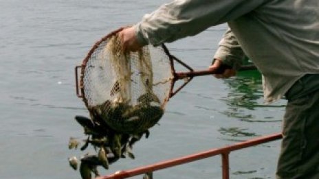 Близо 20 млн. лв. са одобрените субсидии за ферми за аквакулутри