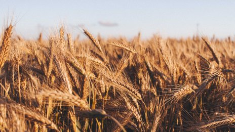 Една трета от вноса на зърнени продукти в ЕС през 2021 г. е от Украйна и Русия