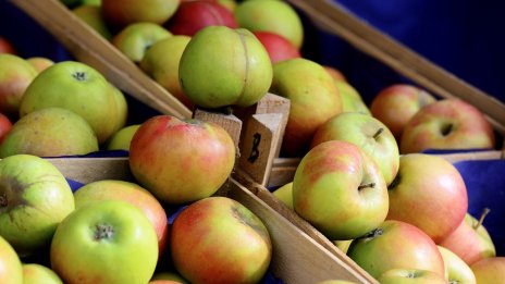 Защо овощарите у нас отново чакат слаба реколта тази година