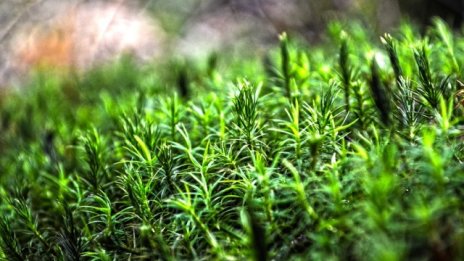 БАН и Софийският университет получиха 2,1 млн. лв. по проекти за биоразнообразие