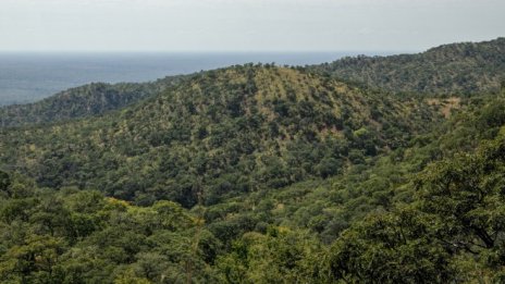 Засаждането на дървета не е екологична панацея