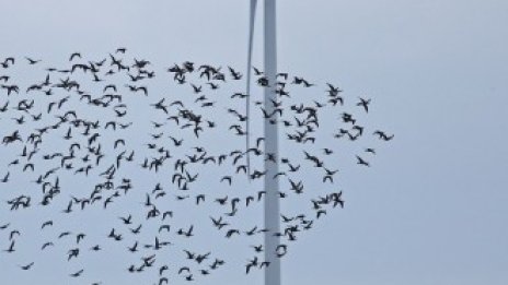 Еколози протестират срещу нови ветропаркове в защитена зона в Добруджа