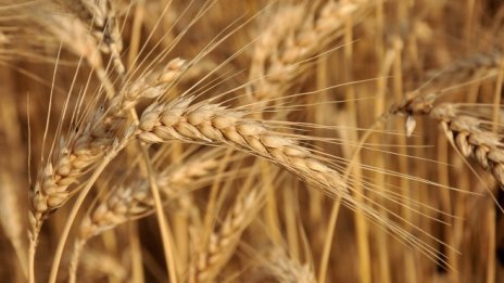 Рекордната зърнена реколта в Русия може да срине цените