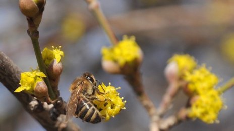 С близо 5 млн. лв. годишно ще бъдат подпомагани фермери по Пчеларската програма