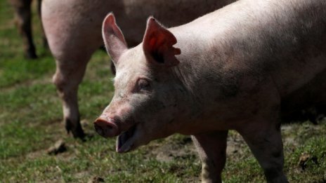 Китай може да изгуби 50% от свинете до края на 2019 г. заради африканската чума