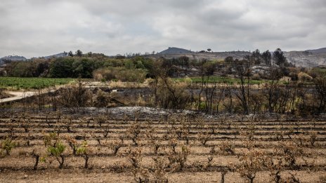 Франция отпуска 130 млн. евро за изкореняване на лозя заради спадащото търсене 