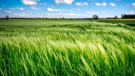 "Зърнени храни България" увеличава печалбата за деветмесечието над 3 пъти