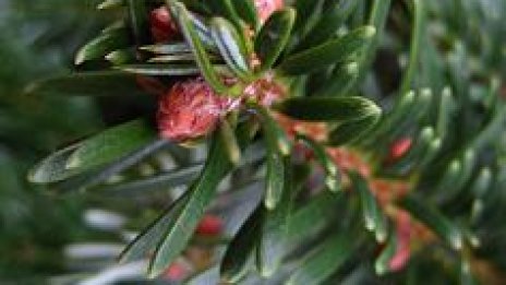 Коледен стартъп 